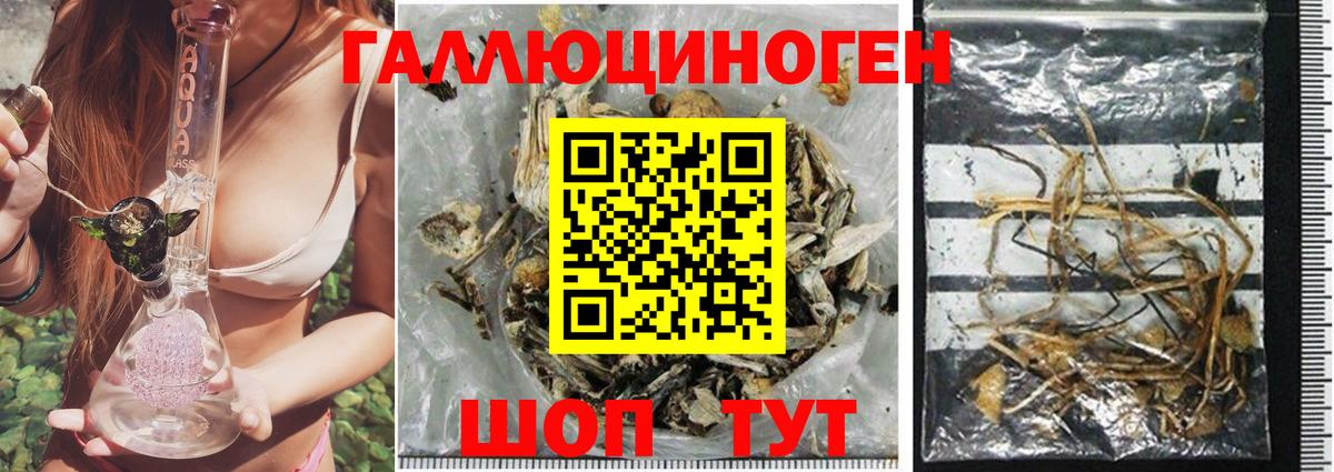 купить  сайты  Галлюциногенные грибы Psilocybe  Вход с VPN  Луга 