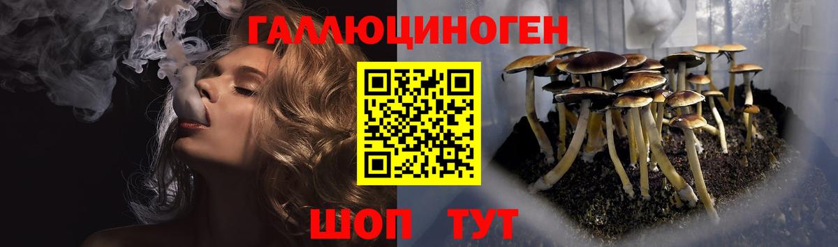 Псилоцибиновые грибы Psilocybine cubensis Луга